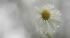 Vastoinkäymiset eivät aina tee meistä vahvempia