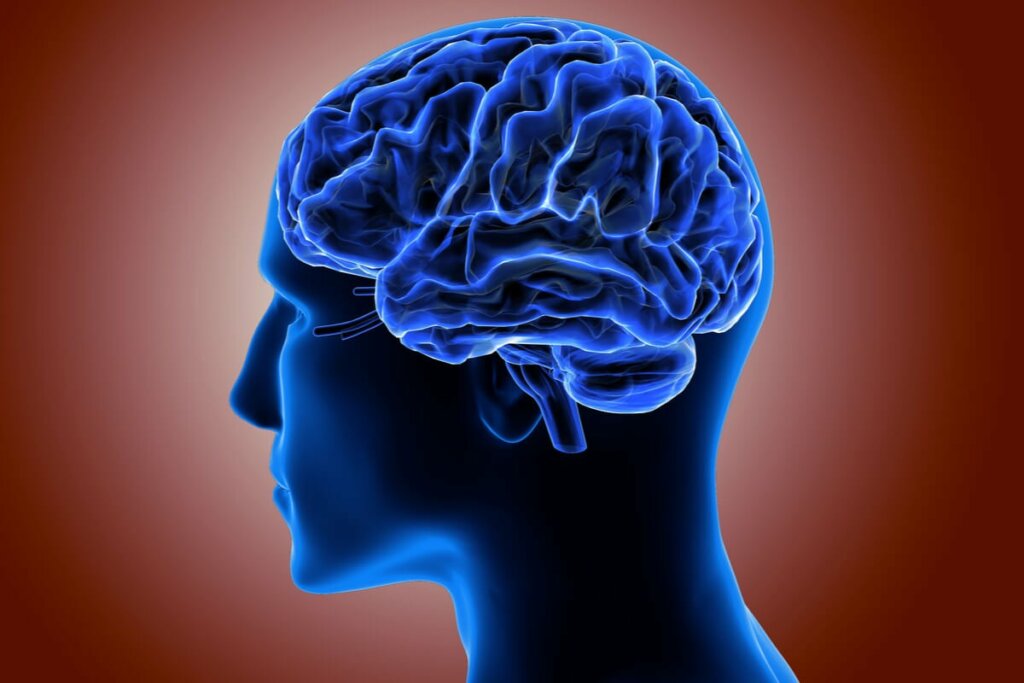 Aivokuoren tehtävänä on peittää molempien aivopuoliskojen pinnat