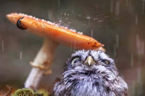 Sateen ääni on omiaan rauhoittamaan.