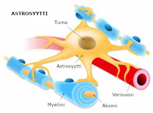 Astrosyytit