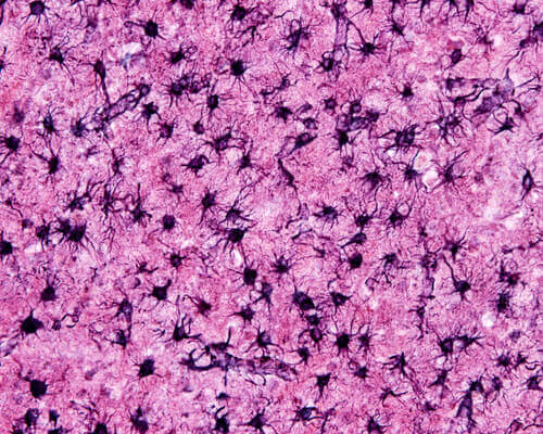 Astrosyytit: hermoratojen rakentajat