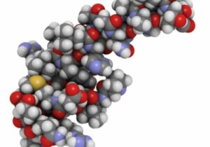 Oreksiinien tehtävät nukkumisessa ja syömisessä