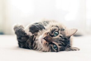 Kymmenen mielenkiintoista faktaa kissoista