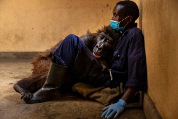 Gorilla nimeltä Ndakasi jätti tämän maailman hoitajansa sylissä