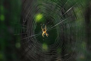 Mitä tarkoittaa, kun näet unta hämähäkeistä?