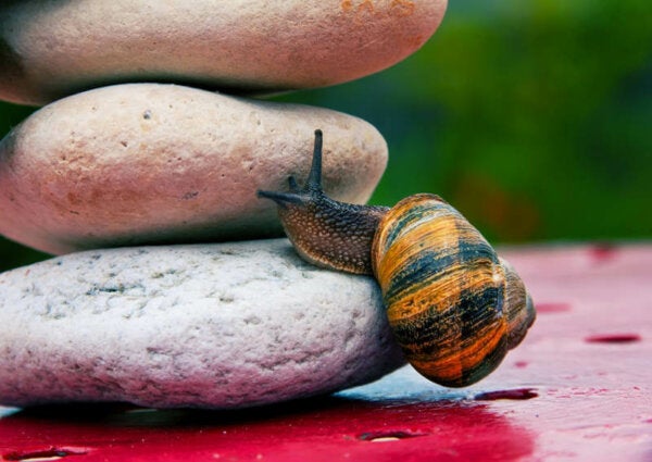 Albert Banduran itsetehokkuuden teoria