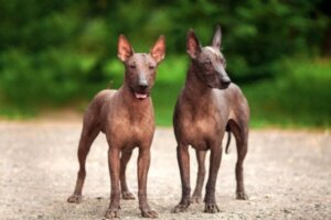 Xoloitzcuintle: asteekkikoira, joka opasti sieluja alamaailmaan