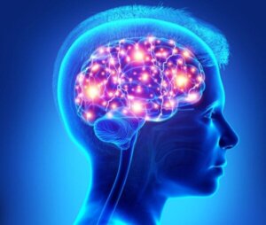 Prefrontaalisen aivokuoren rooli teineillä