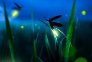 Tulikärpäsen metafora: ole valo pimeydessä