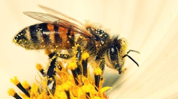 Mehiläiset osaavat laskea, väittää tutkimus