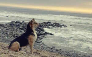 Vaguiton, Perun Hachikon, tarina